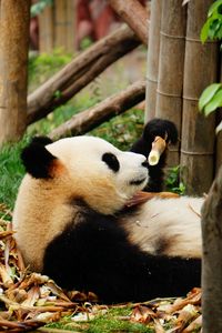 Превью обои панда, бамбук, деревья, животное