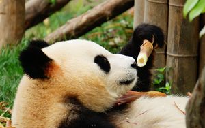 Превью обои панда, бамбук, деревья, животное