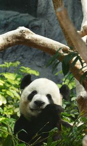 Превью обои панда, бамбук, дерево