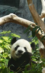 Превью обои панда, бамбук, дерево