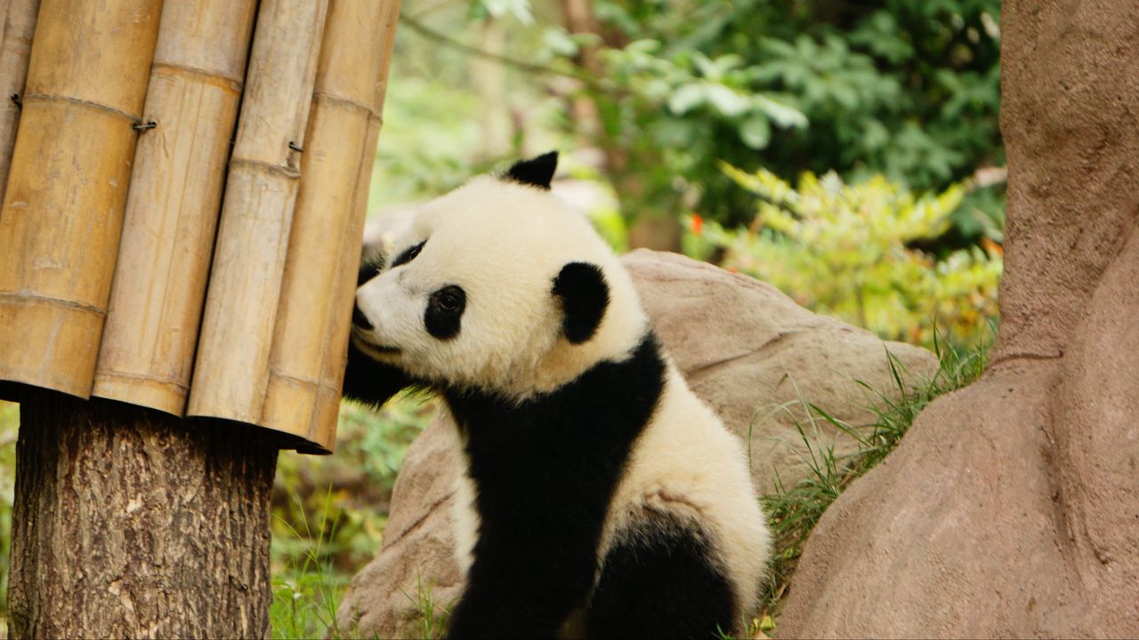Обои панда, бамбук, дикая природа, животное