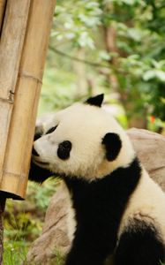 Превью обои панда, бамбук, дикая природа, животное