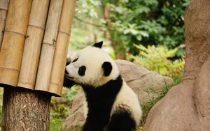 Превью обои панда, бамбук, дикая природа, животное
