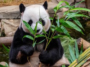 Превью обои панда, бамбук, еда, медведь