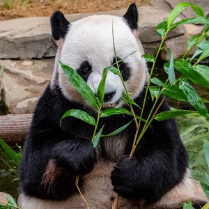 Превью обои панда, бамбук, еда, медведь