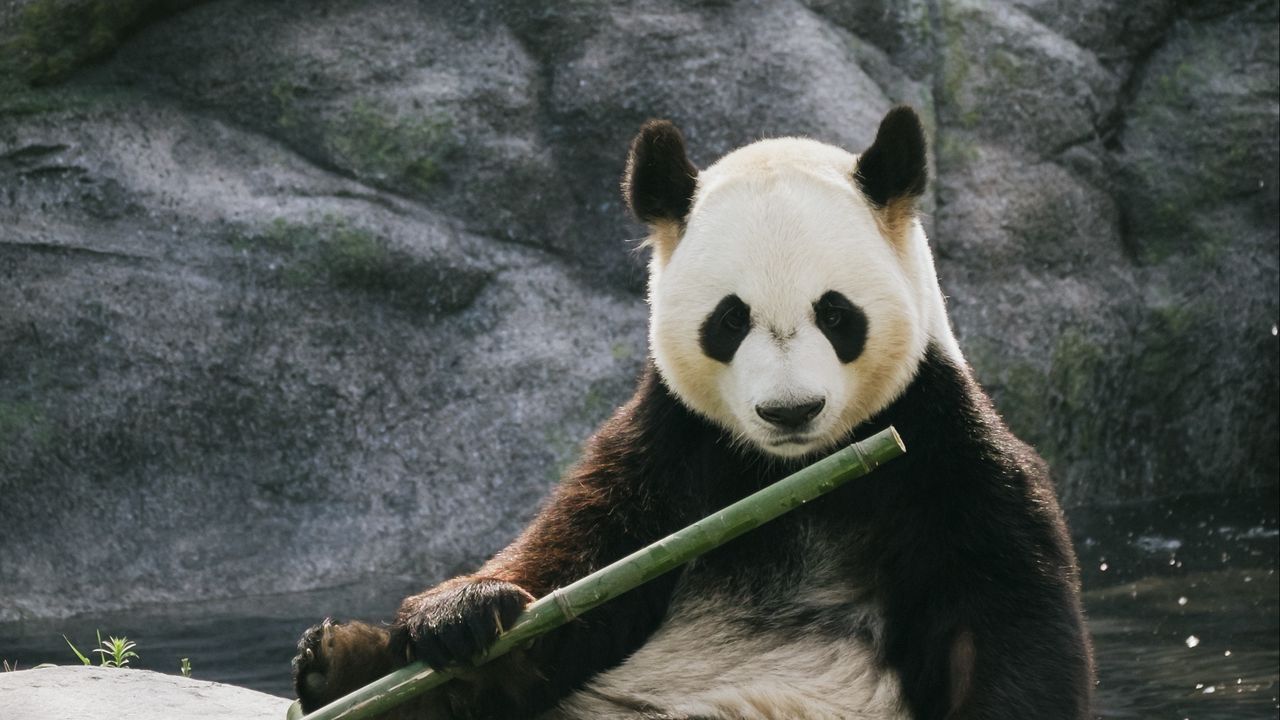 Обои панда, бамбук, камни, животное