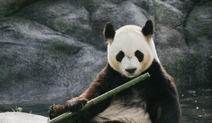 Превью обои панда, бамбук, камни, животное