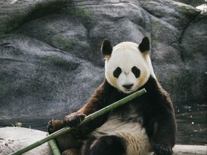 Превью обои панда, бамбук, камни, животное