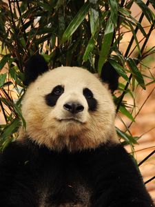 Превью обои панда, бамбук, медведь