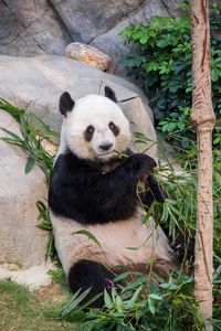 Превью обои панда, бамбук, ветки, животное