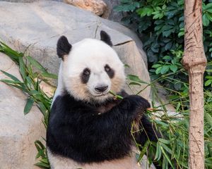 Превью обои панда, бамбук, ветки, животное