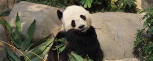 Превью обои панда, бамбук, забавный, животное
