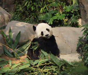 Превью обои панда, бамбук, забавный, животное