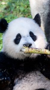 Превью обои панда, бамбук, животное, забавный, милый