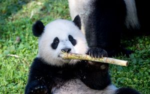 Превью обои панда, бамбук, животное, забавный, милый
