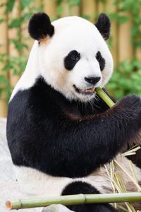 Превью обои панда, бамбук, животное