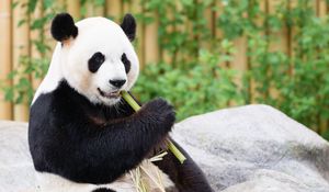 Превью обои панда, бамбук, животное