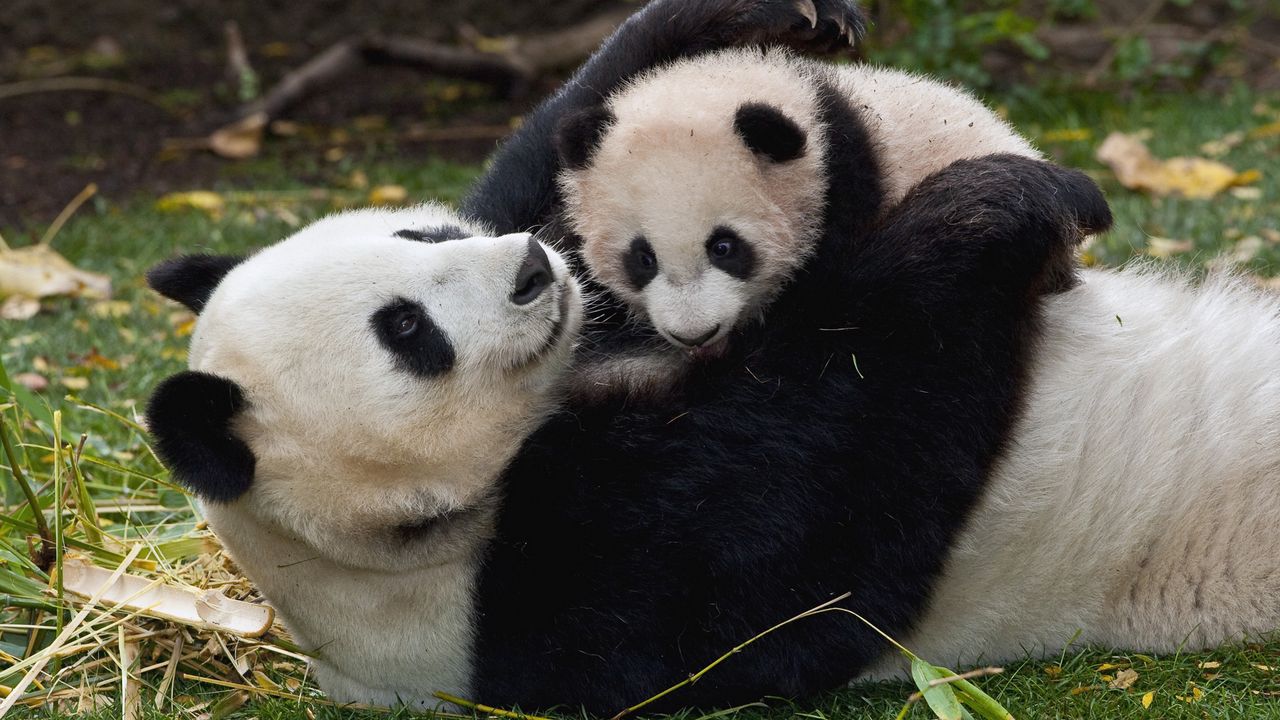 Обои панда, детеныш, объятия, пара, трава, играть