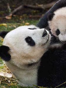 Превью обои панда, детеныш, объятия, пара, трава, играть