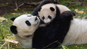 Превью обои панда, детеныш, объятия, пара, трава, играть