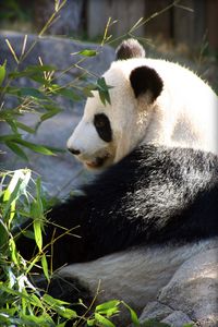 Превью обои панда, дикая природа, листья