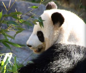 Превью обои панда, дикая природа, листья