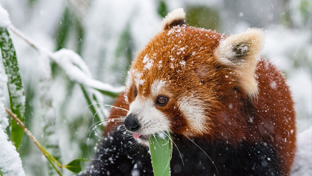 Обои панда, красная панда, снег, прогулка