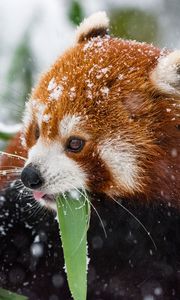 Превью обои панда, красная панда, снег, прогулка