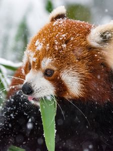 Превью обои панда, красная панда, снег, прогулка