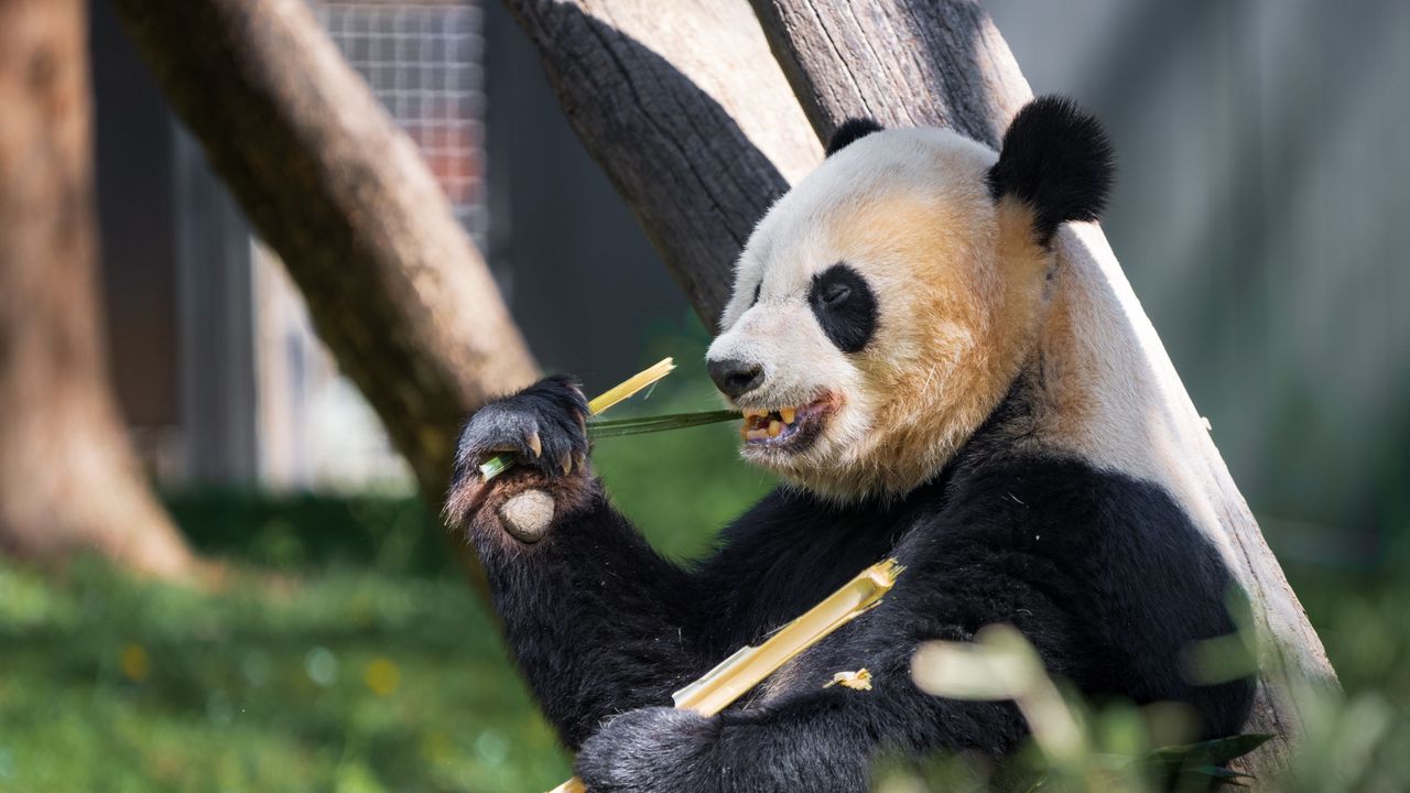 Обои панда, лапа, бамбук, животное