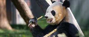 Превью обои панда, лапа, бамбук, животное
