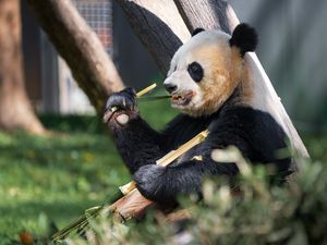 Превью обои панда, лапа, бамбук, животное