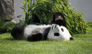 Превью обои панда, лежать, трава