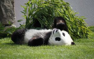 Превью обои панда, лежать, трава