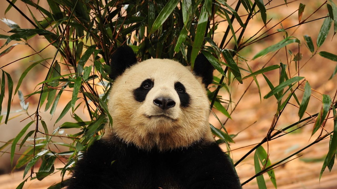 Обои панда, листья, ветка, трава