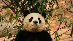Превью обои панда, листья, ветка, трава