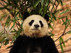 Превью обои панда, листья, ветка, трава