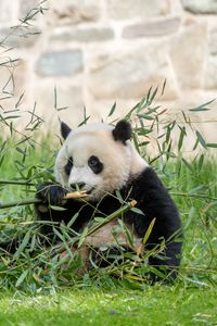 Превью обои панда, листья, ветки, трава, животное