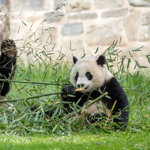 Превью обои панда, листья, ветки, трава, животное