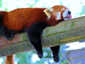 Превью обои панда, малая панда, красная панда, ветка, отдых, сон
