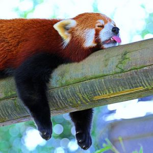 Превью обои панда, малая панда, красная панда, ветка, отдых, сон