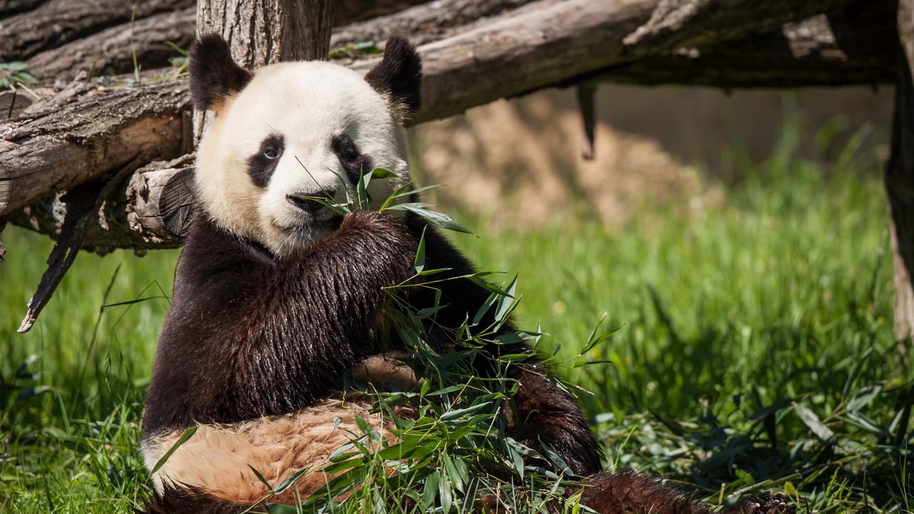Обои панда, медведь, бамбук, трава