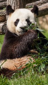 Превью обои панда, медведь, бамбук, трава