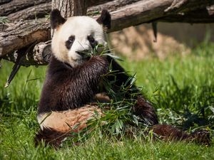 Превью обои панда, медведь, бамбук, трава
