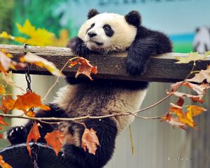 Превью обои панда, медведь, ветка, дерево