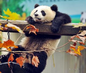 Превью обои панда, медведь, ветка, дерево