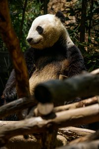 Превью обои панда, милый, деревья, бамбук