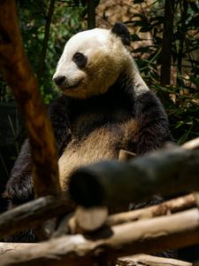 Превью обои панда, милый, деревья, бамбук