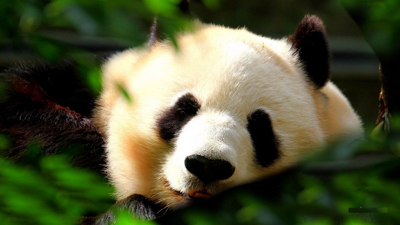 Обои панда, морда, трава, сон