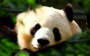 Превью обои панда, морда, трава, сон